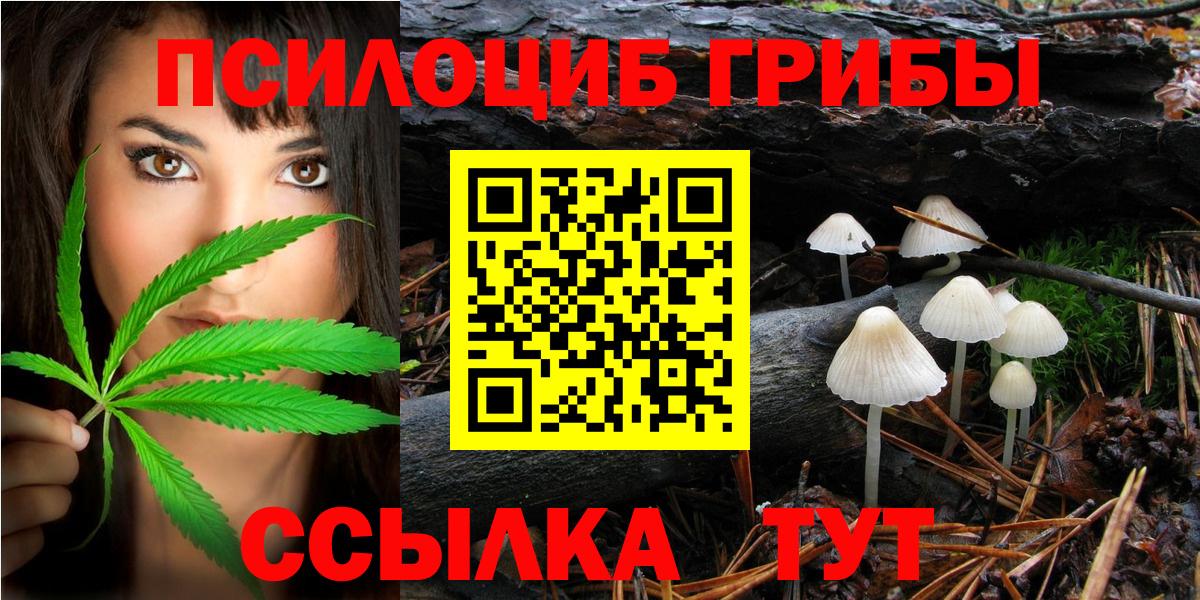 Псилоцибиновые грибы Psilocybe Курчатов